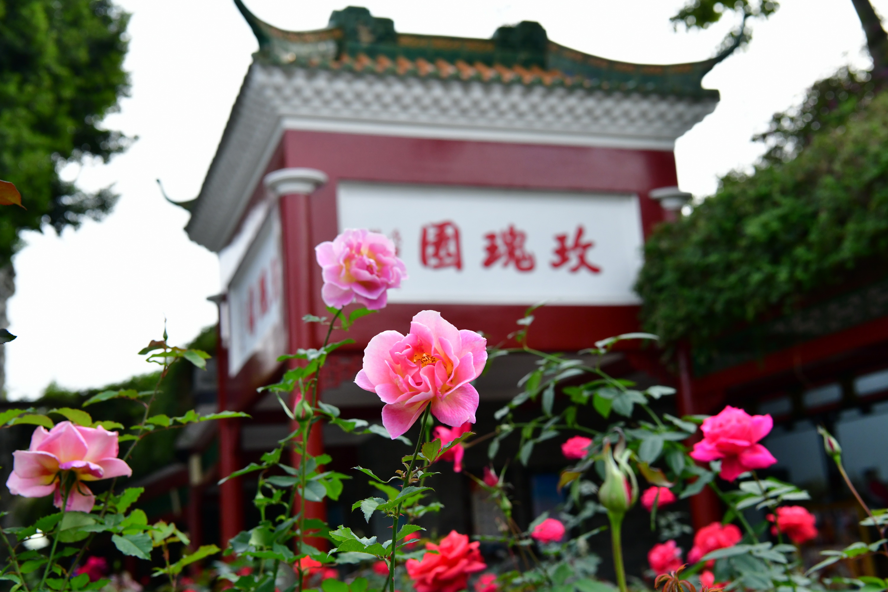 广州市番禺区宝墨园攻略,广州宝墨园景观