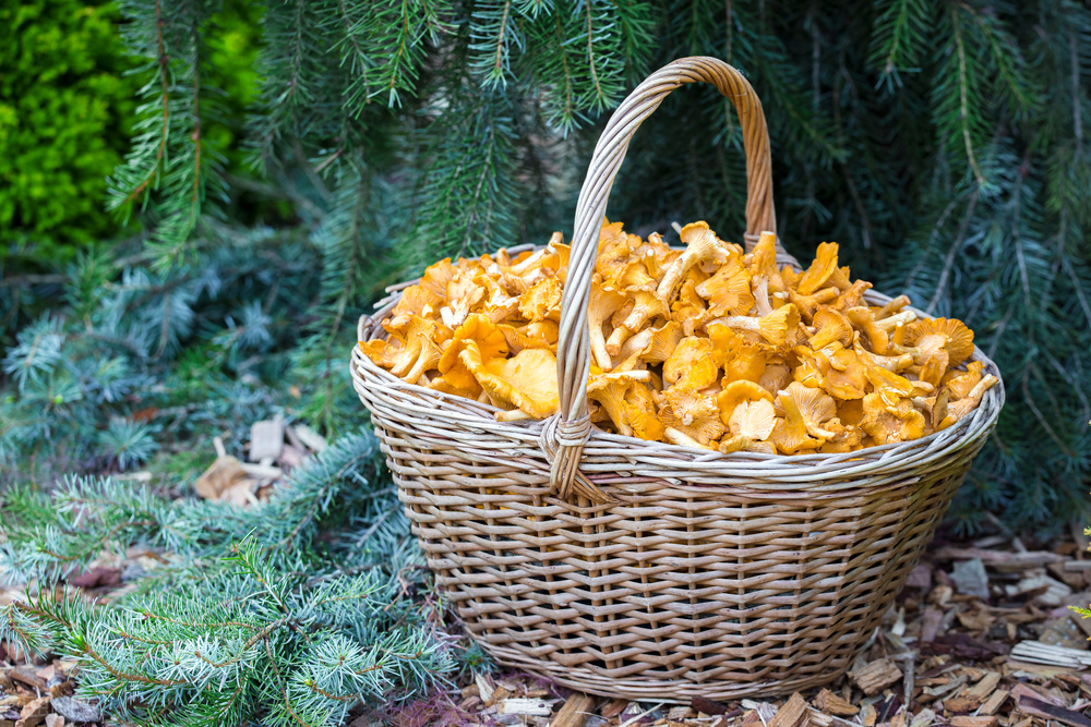 云南鸡油菌品种,云南野生鸡油菌产地直发
