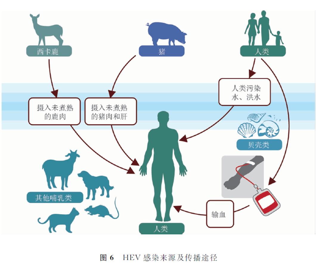 健康小常识100条病从口入当警惕,肝炎健康科普
