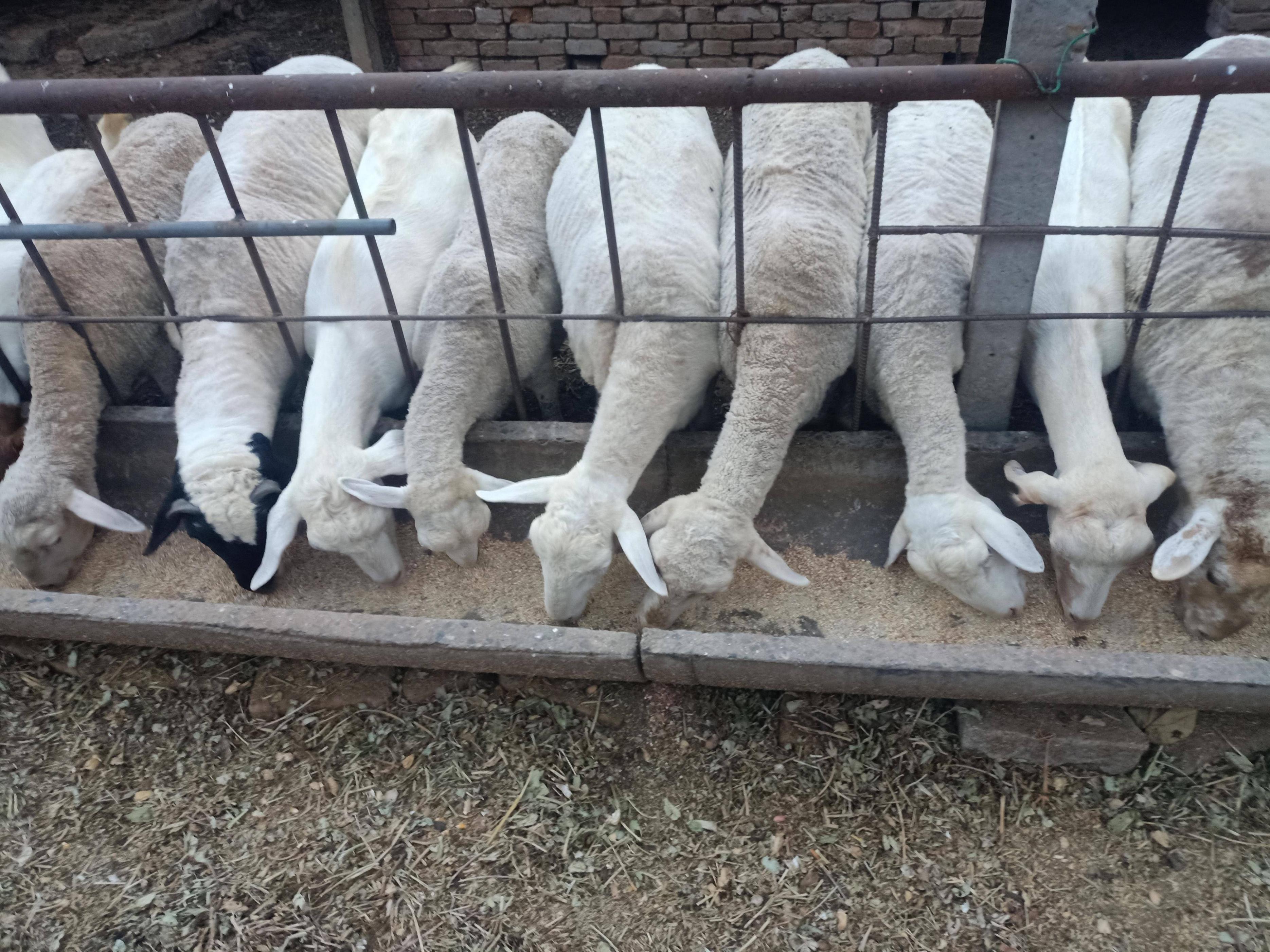 养羊不能吃哪些饲草？什么样的饲草羊不能吃？养羊人必看