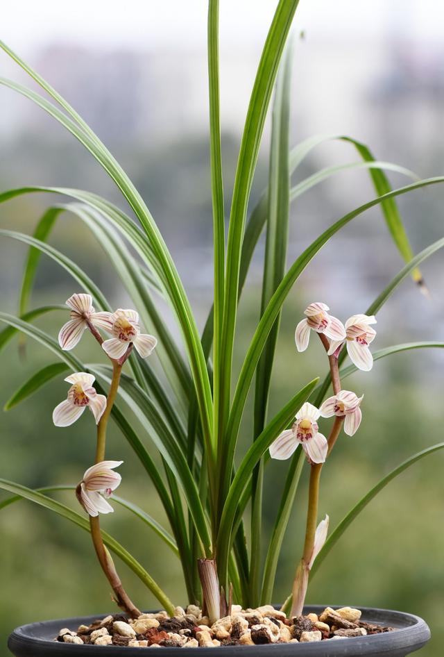 莲瓣兰精品花色排名,莲瓣兰的名品图片