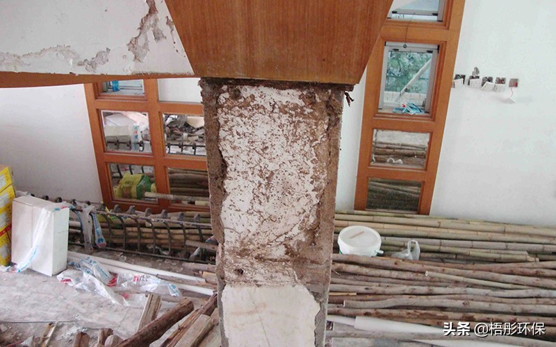 家里怎么预防白蚁最好方法,晚上一开灯虫子太多怎么去除