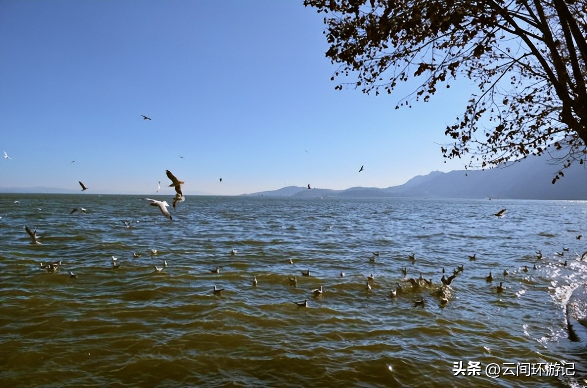 「一根风花雪月的鸡毛」（云南丨昆大丽香）