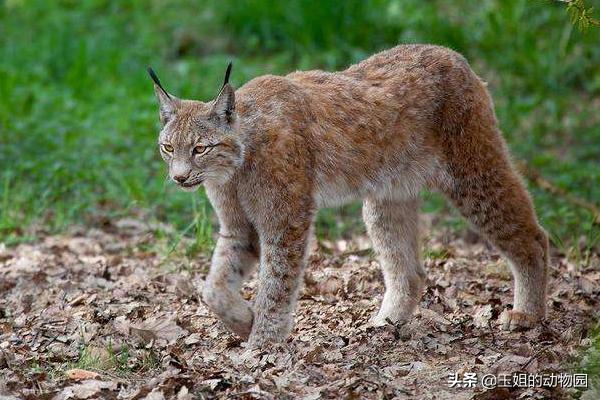 猞猁和雪豹谁厉害,猞猁大战狼群结果不敌狼群被杀死