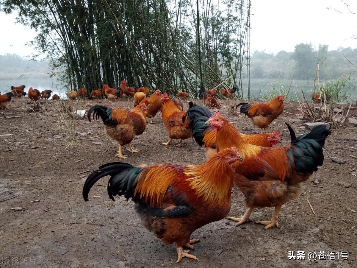 农村养鸡的风险,农村养鸡得了鸡瘟怎么办