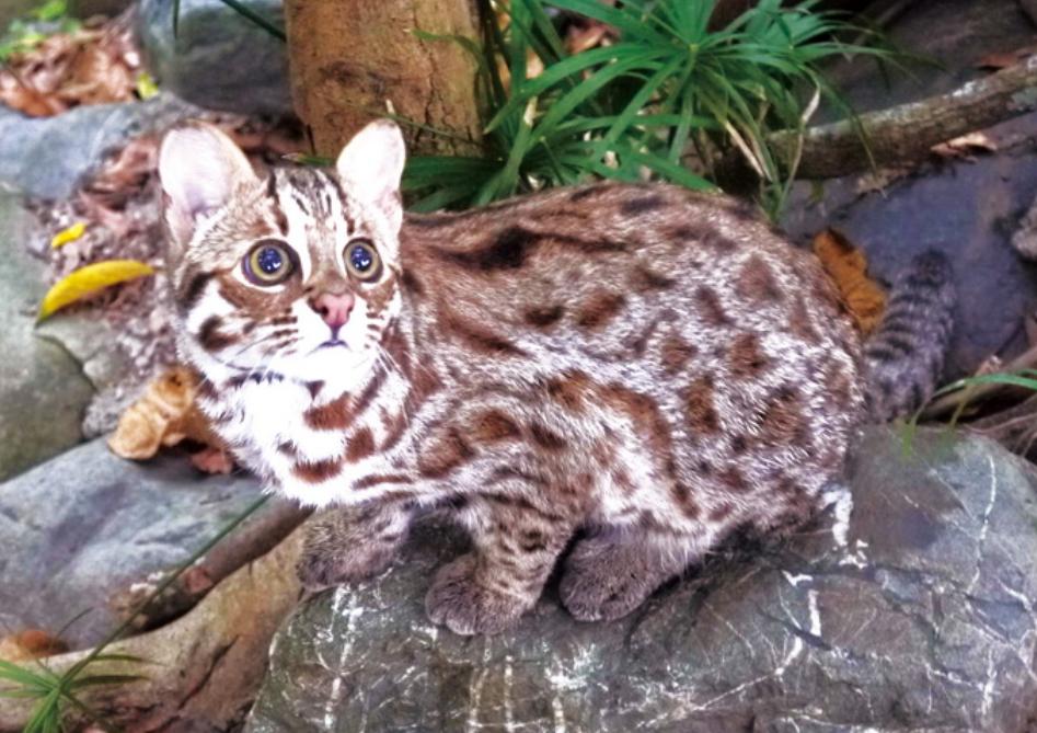 猛兽危险！“石虎”现身广东，外貌像极家猫，常被人误当猫咪饲养