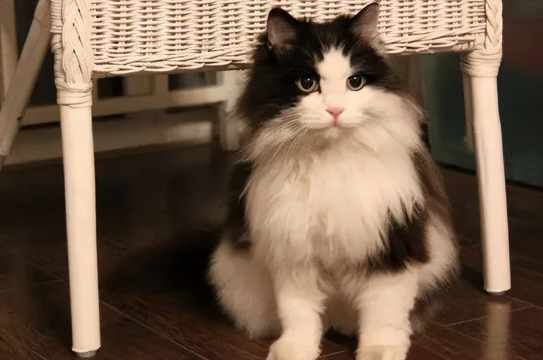 缅因身材布偶长相,缅因猫和挪威森林猫体型对比