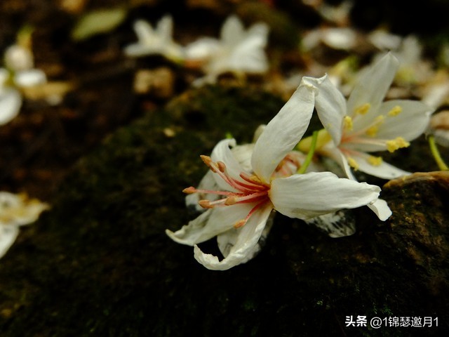 落英缤纷草书欣赏,落英缤纷美句简短