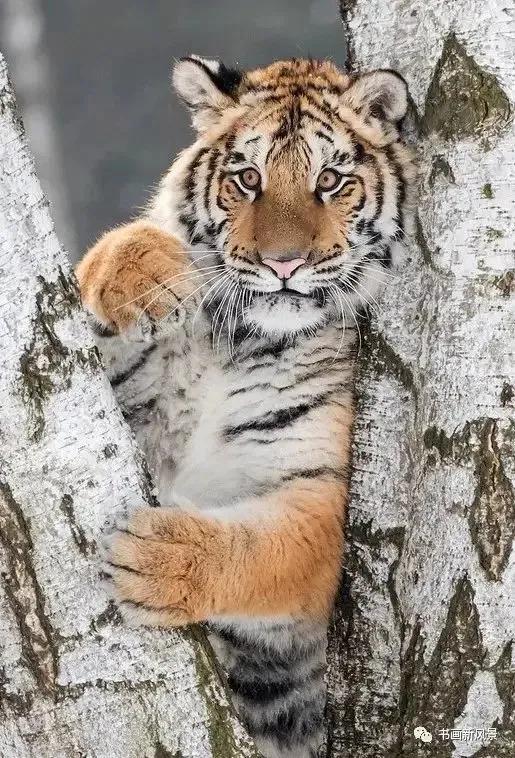 戏说老虎图文杂汇