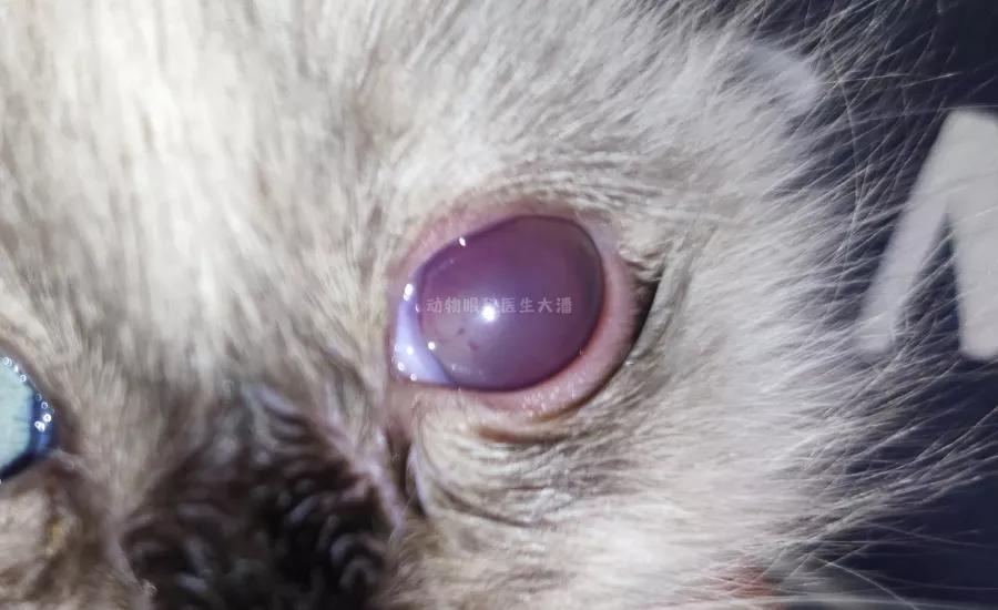 猫咪眼球受伤内出血全红了,猫咪眼球红肿充血怎么办