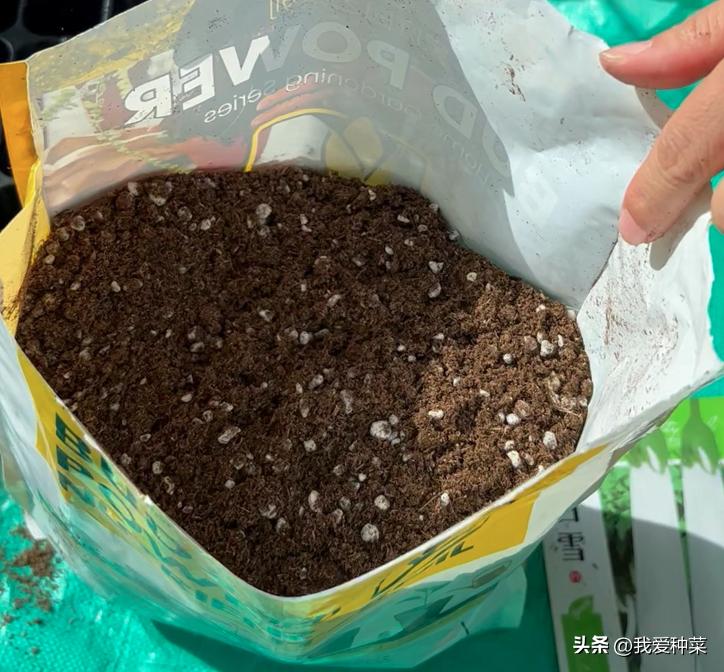 西红柿育苗的正确方法,西红柿育苗最简单的方法