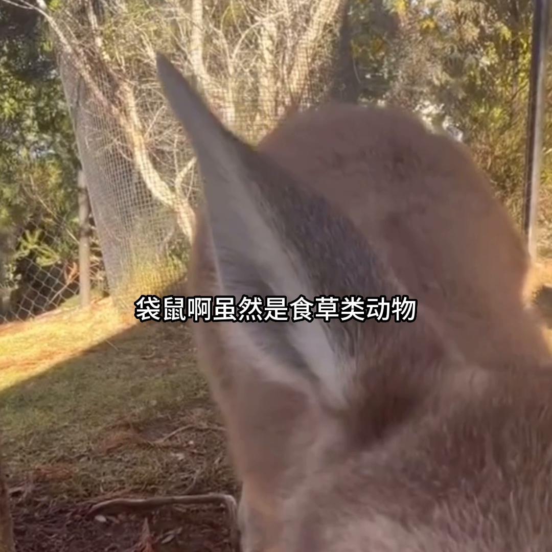 澳大利亚的国宝袋鼠多惨,澳大利亚的国宝有多可怜