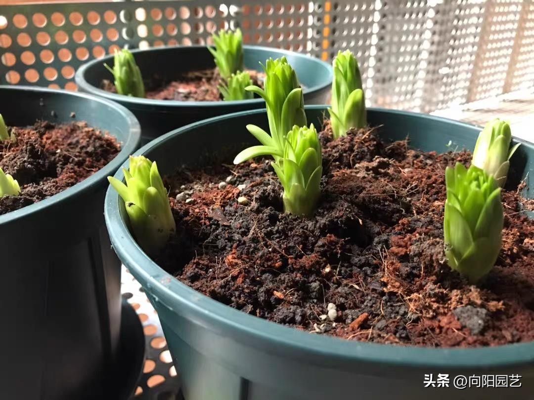 正品泥炭土是真的吗,网上买的土5斤有多少