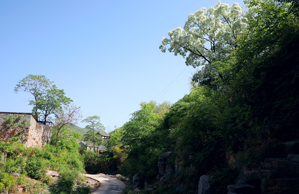 石大沟流苏,大石沟流苏花