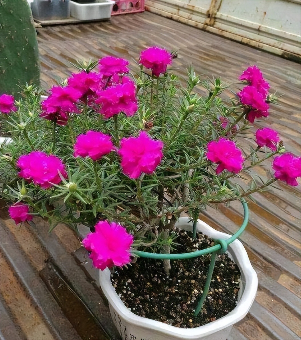 最美最惊艳的仙人掌花,仙人掌奇花图片大全