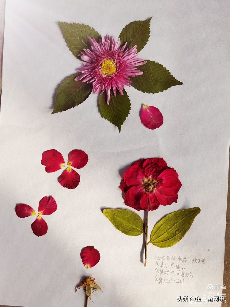 临猗庙上初中推进并践行植物标本课程