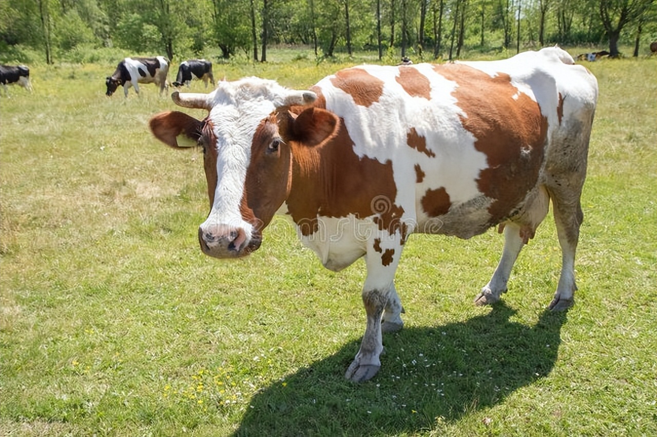 牛一次排便少怎么回事,牛一次大便少是什么原因