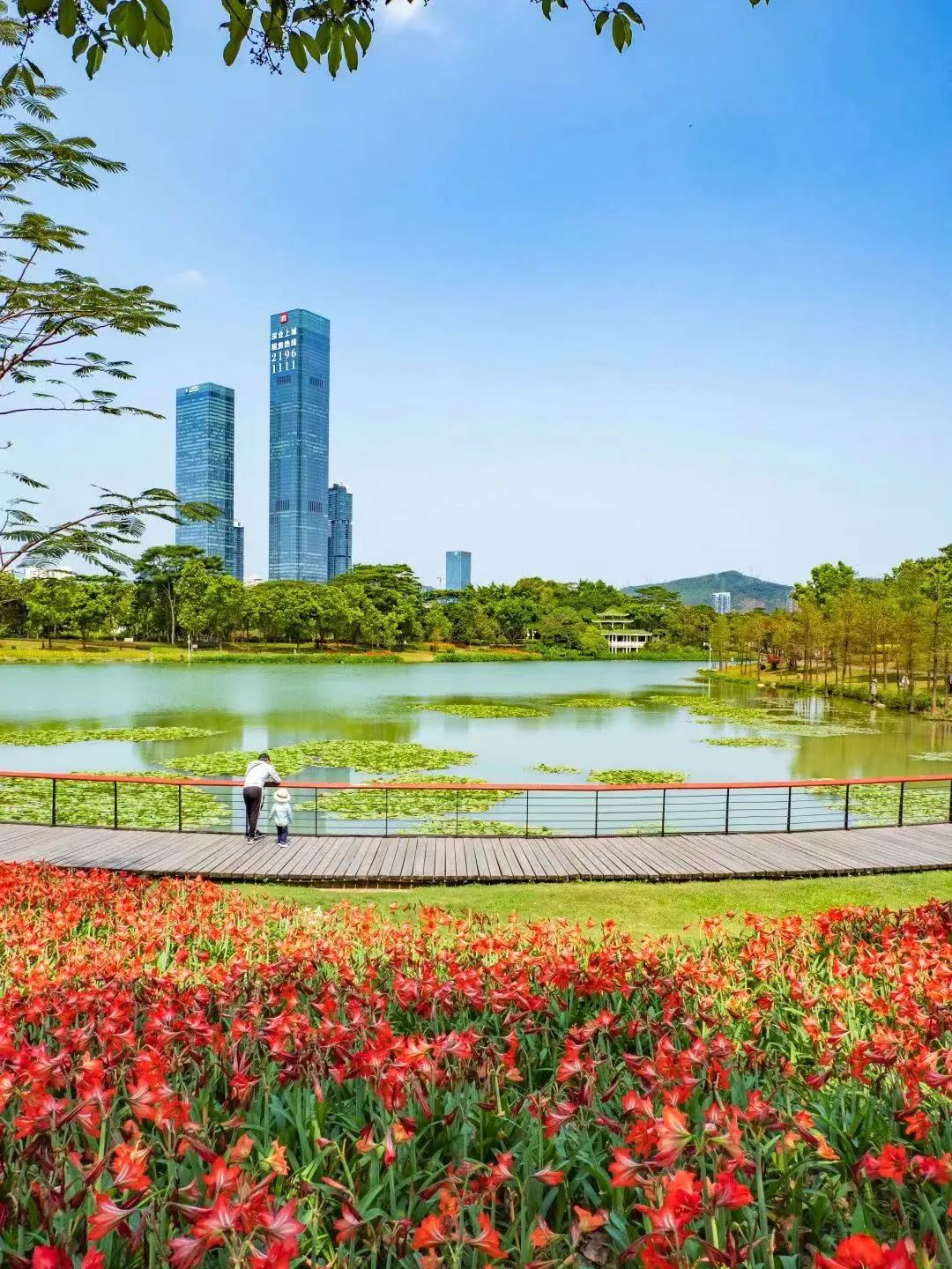 深圳最全红树林公园指南,深圳市最出名红树林湿地公园