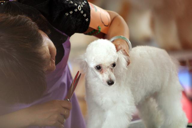 贵宾犬有泪痕吃什么狗粮好,贵宾犬有皮屑怎么治疗