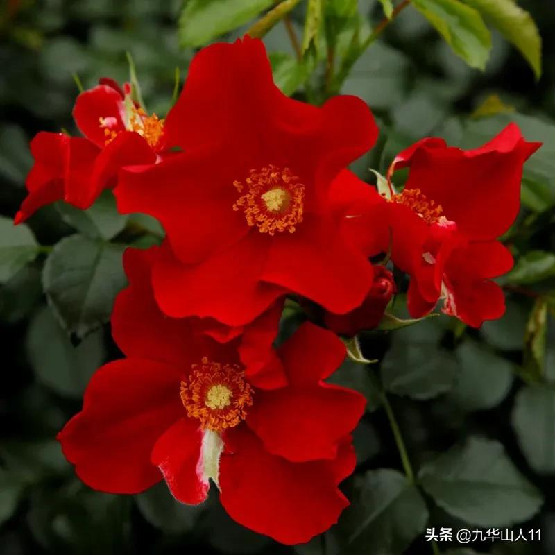 通过adr认证的月季品种,奥古斯塔路易斯月季是adr认证吗