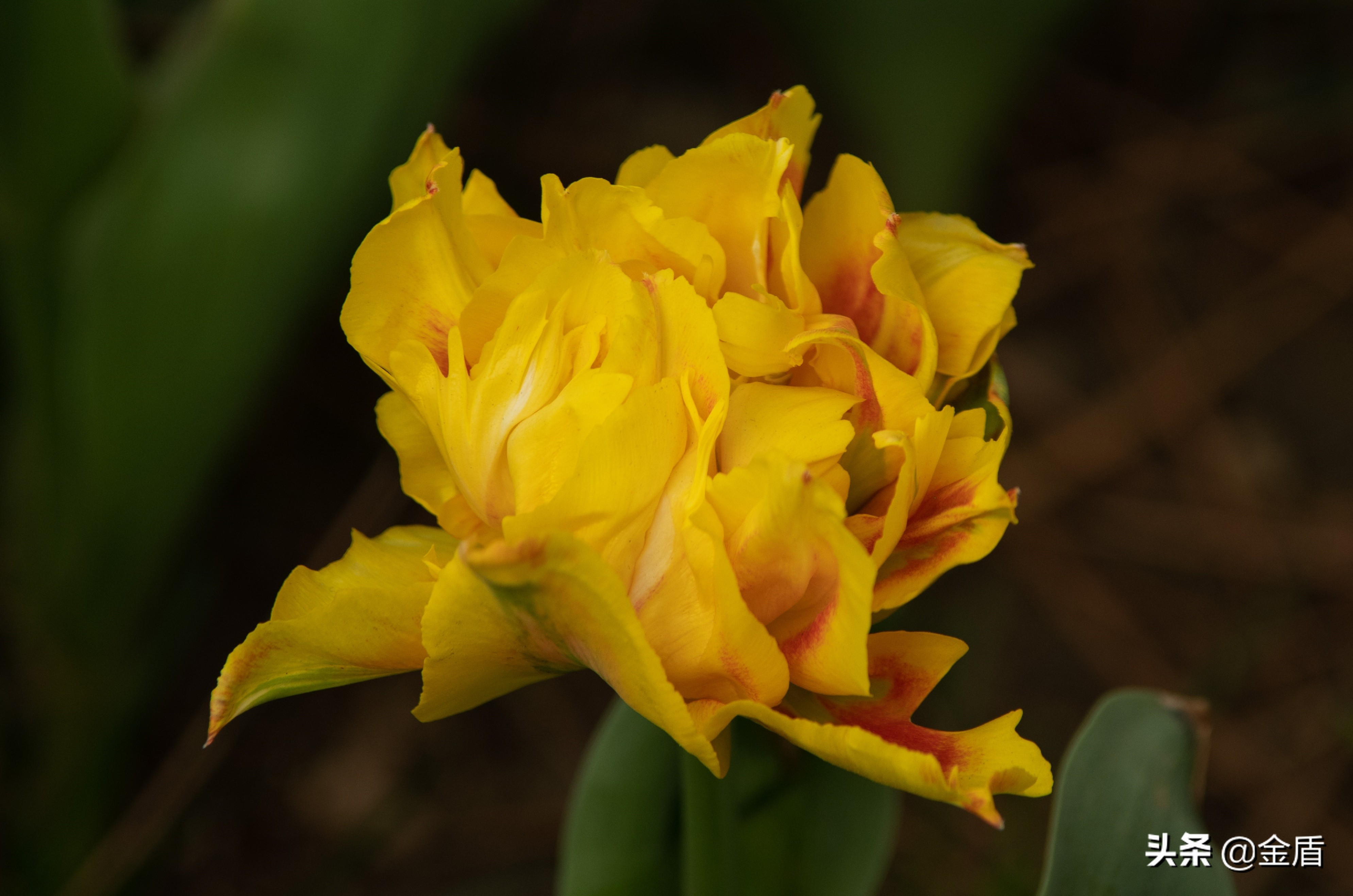 荷兰国花郁金香介绍1500字,荷兰国花是郁金香的原因