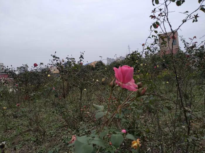 画与景,幼儿长卷画景