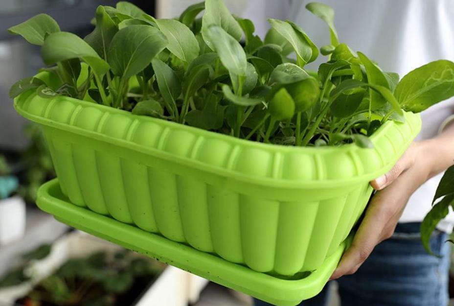 夏天阳台种植不生虫害蔬菜排名,蔬菜种植除虫小妙招