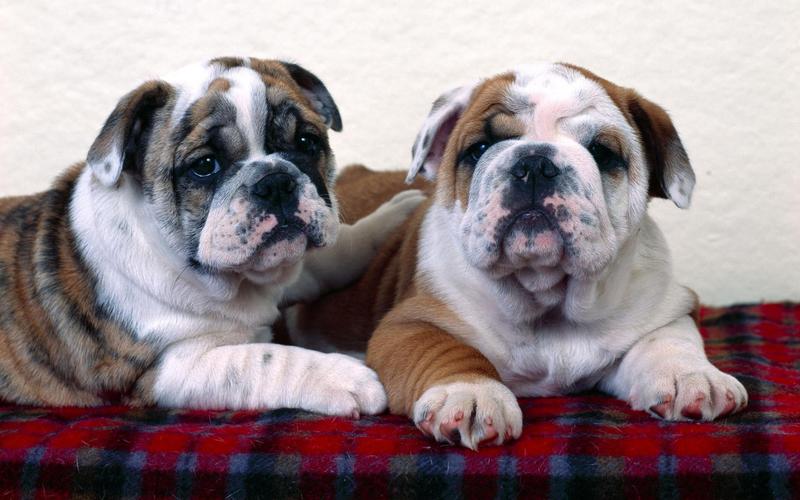 狗的繁衍方式和后代,自然界狗是怎么进化来的