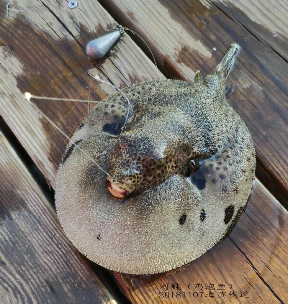 20种常见海鱼,十大常见野生海鱼