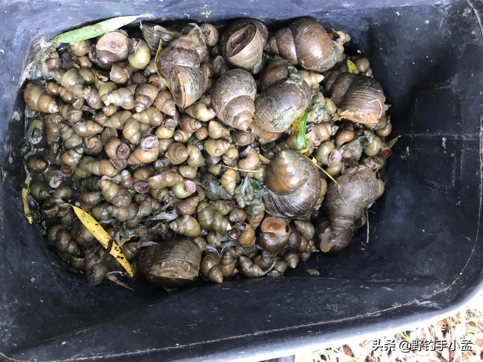 钓鱼十几年，唯独这种钓法戒不掉，不仅省事，关键钓的鱼还大