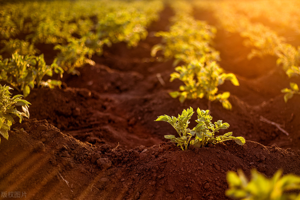 土豆怎么种植才能高产呢教程,土豆种植技术和培土方法