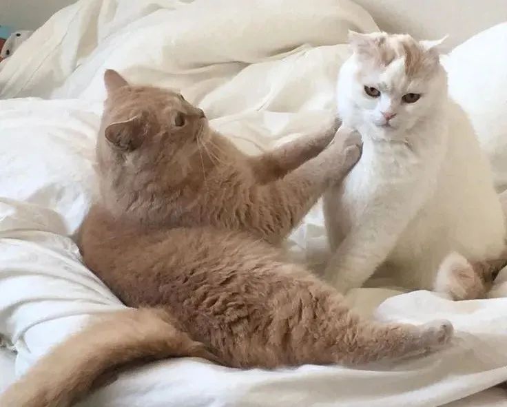 男性避孕结扎可以恢复生育能力吗,男性结扎是最好的避孕措施