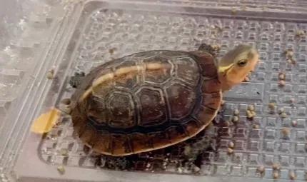 适合新手养互动性强的龟,什么品种的龟容易饲养和互动