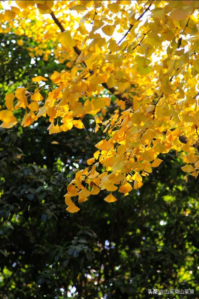 芜湖旅游攻略教堂,芜湖鸠兹风景区