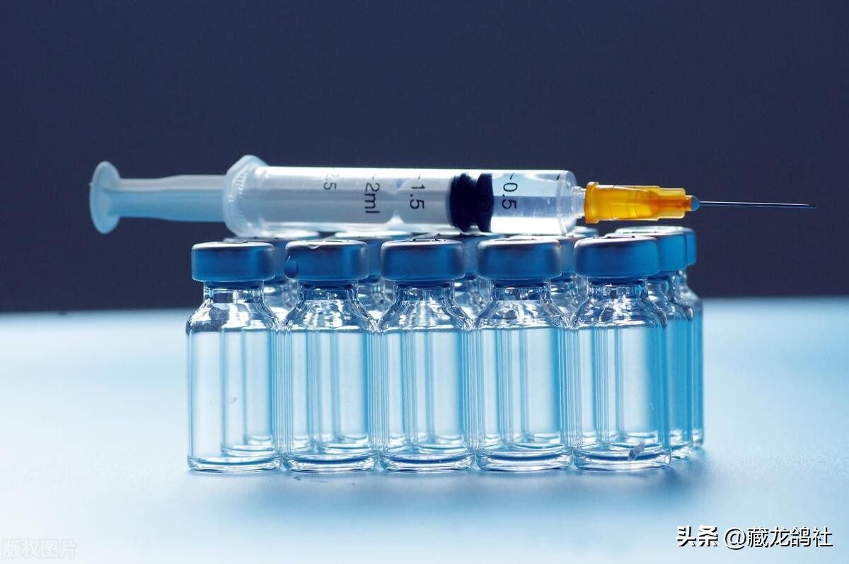 当代赛鸽缺的绝对不是滋补丸