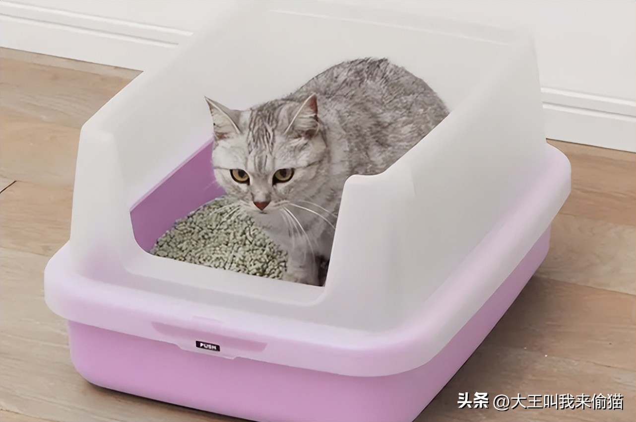 新手养猫猫砂怎么选购,新手养猫猫砂倒在哪里比较好
