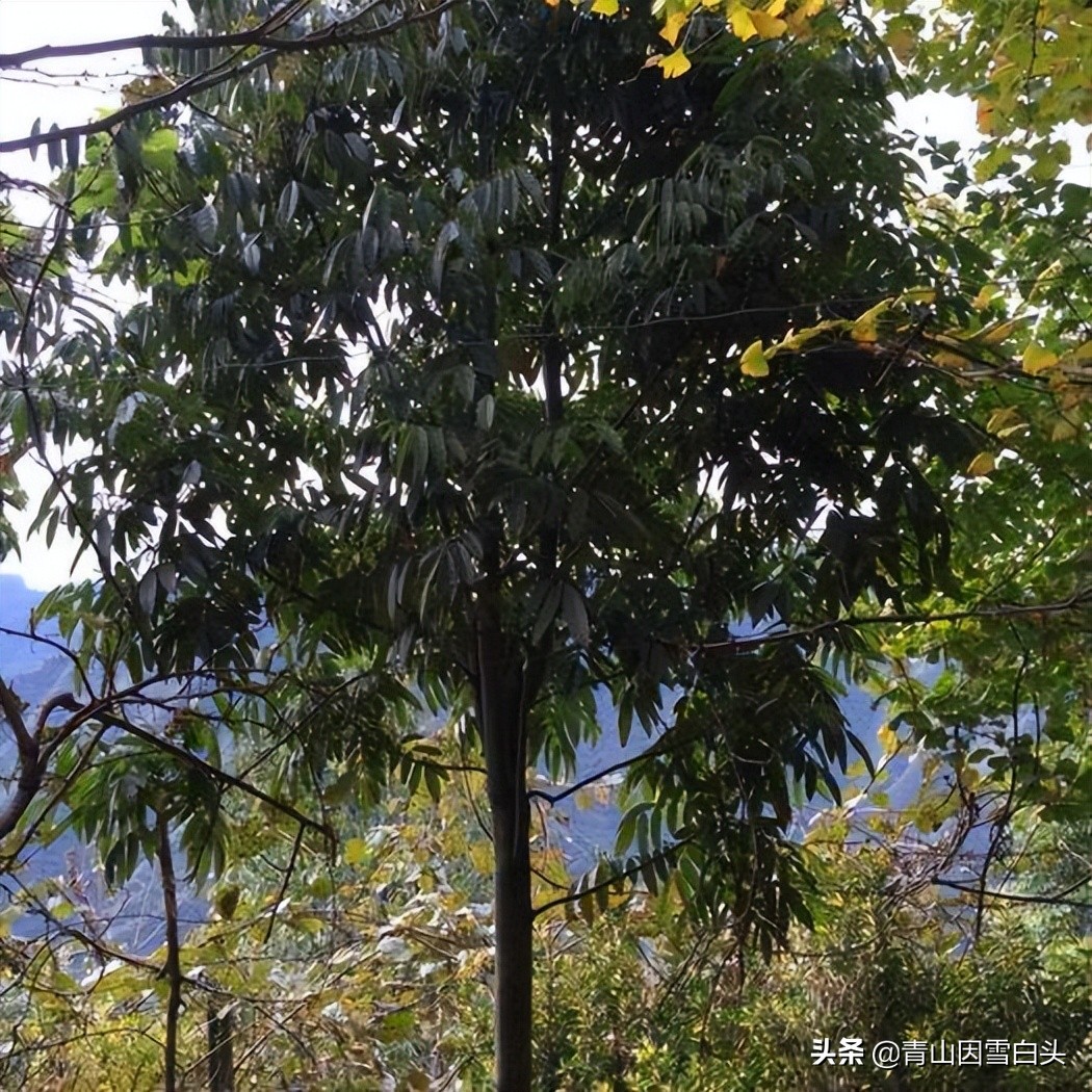 花榈木用途,精品花榈木