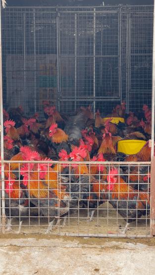 三联鸡鸭市场在哪里,三联市场家禽