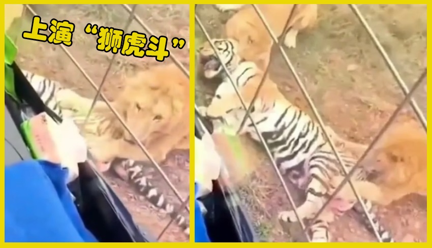 狮虎大战老虎被英国人放冷枪,三打一老虎打狮子