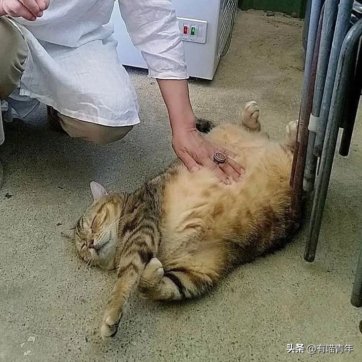 鑷粠鍏讳簡鐚氨鍐嶄篃娌℃湁涔拌繃琛ｆ湇,鑷粠鍏讳簡鐚氨娌＄粰鑷繁涔拌繃闆堕