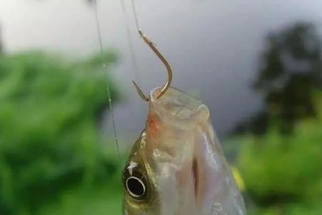 鲫鱼吃口浮漂缓慢下沉,鲫鱼吃口老是顶漂和横漂