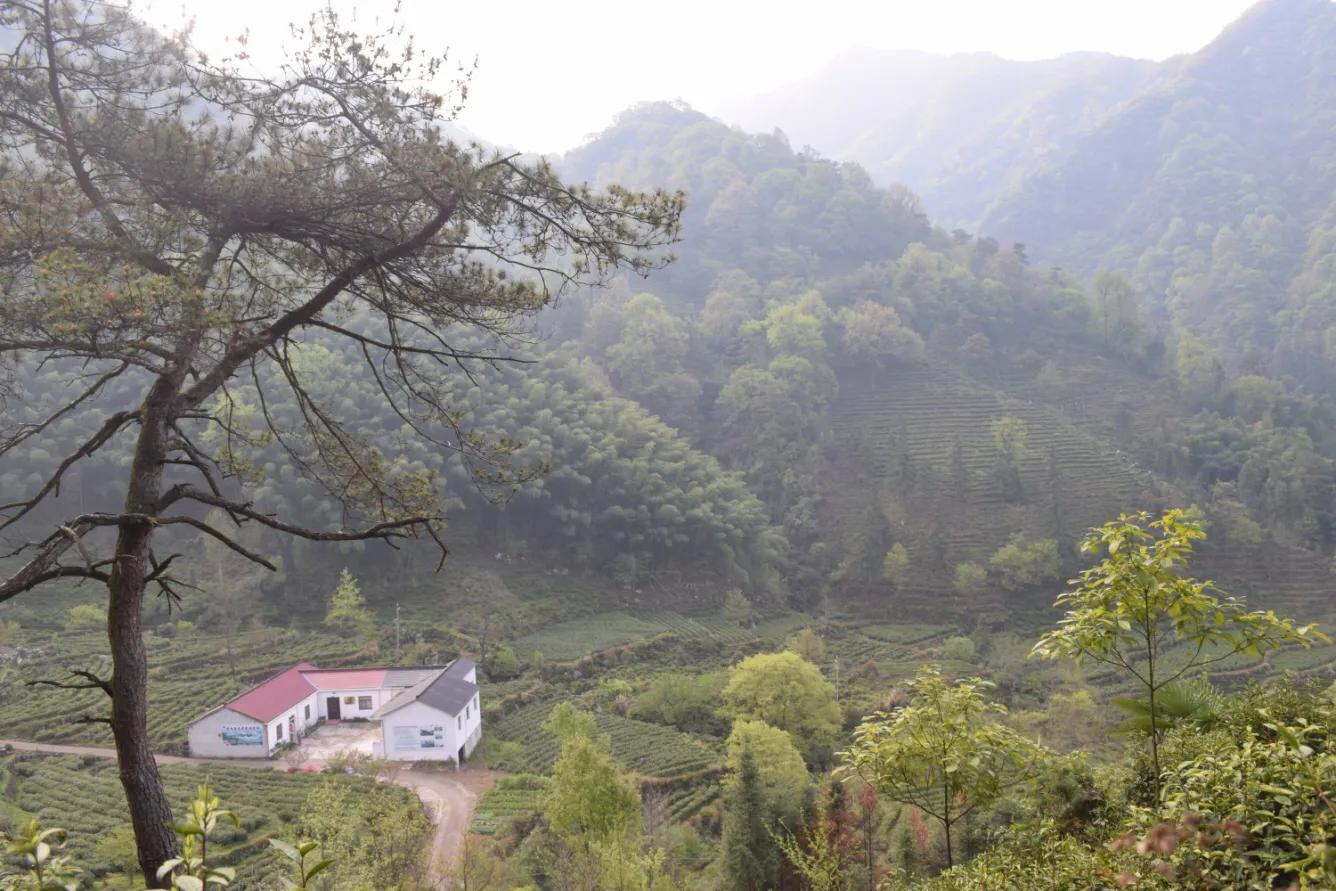 青阳县黄石溪名茶,安徽池州青阳黄石溪茶叶简介
