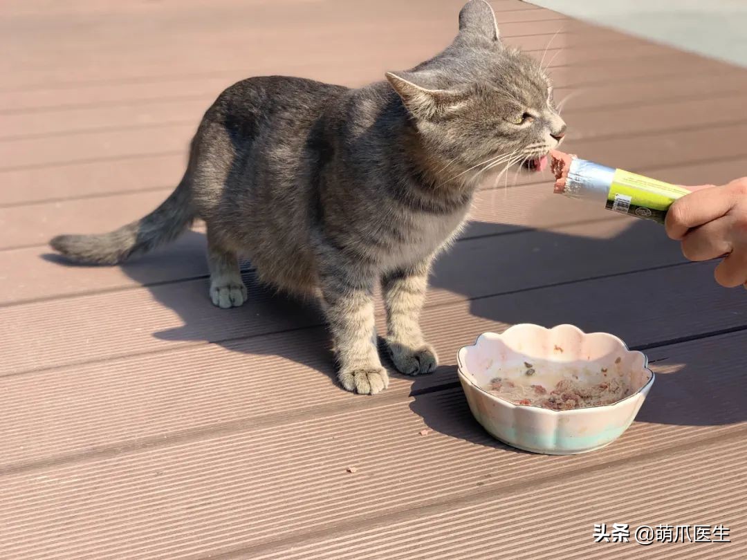 “我还没生，却给猫接生了…”