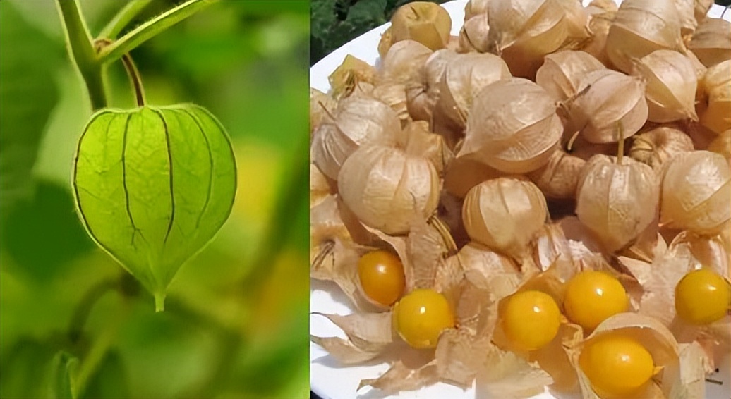 类似灯笼果的植物果实,灯笼果是什么水果品种