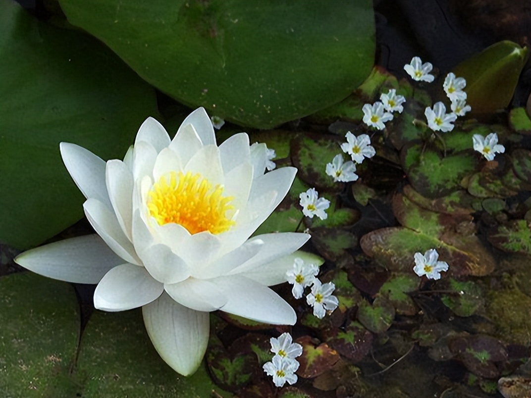 楞严经对人生的帮助,楞严经中说盲人