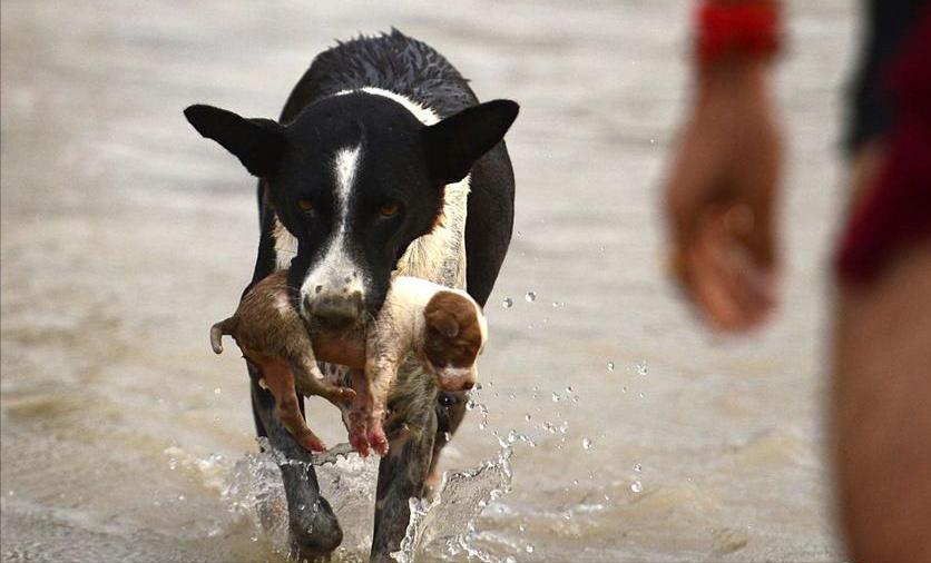 母狗会咬死自己的“骨肉”？看完原因，出了一身冷汗