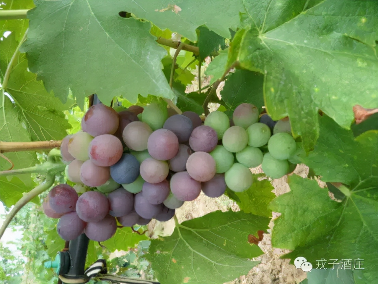 不忘初心继续前行方得始终,不忘初心继续前进攻坚克难