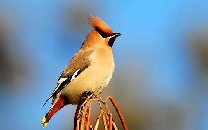 最美罕见的小鸟,全世界最罕见的小鸟