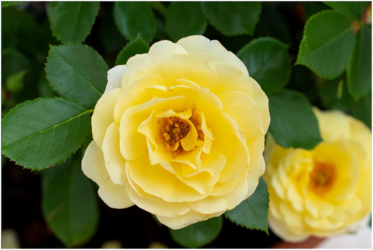 经典玫瑰品种 (玫瑰植物品种)