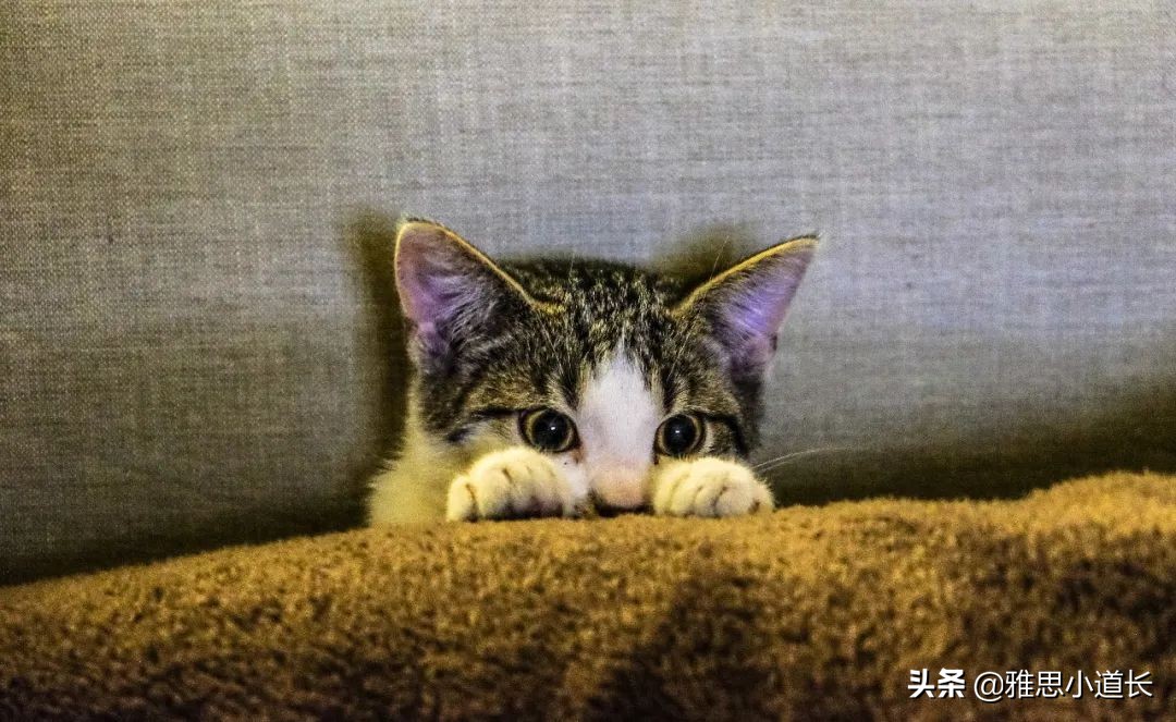 一般举个例子用什么缩写代替,英语中e.g.是哪个单词的缩写